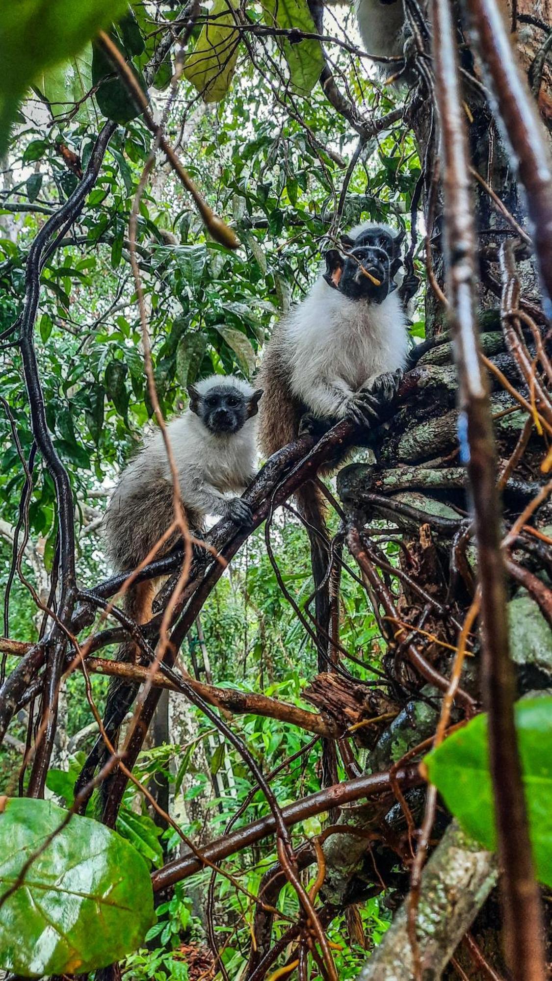 Floresta Zen - Pousada Xamanica Manaus Quarto foto